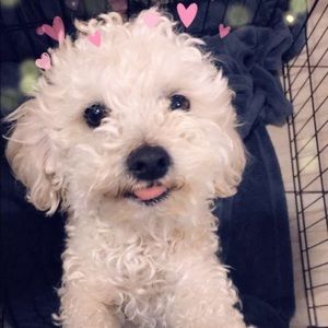 Meet your Posher, Bella